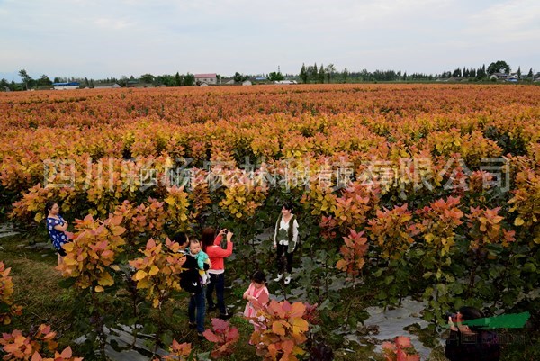河南鄢陵“紅霞楊”（紅黃楊丹紅楊黃紅楊金紅楊彩葉植物）扦插段