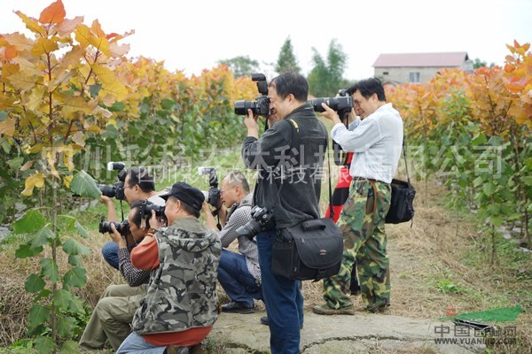 河南鄢陵“紅霞楊”（紅黃楊丹紅楊黃紅楊金紅楊彩葉植物）扦插段