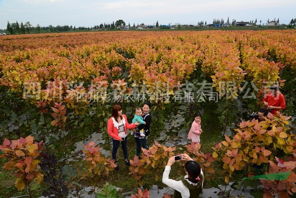 湖北黃石“紅霞楊”（紅黃楊丹紅楊彩葉植物黃紅楊金紅楊）扦插段