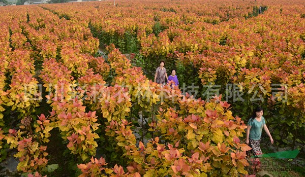 陜西咸陽(yáng)“紅霞楊”（紅黃楊丹紅楊彩葉植物黃紅楊金紅楊）扦插段