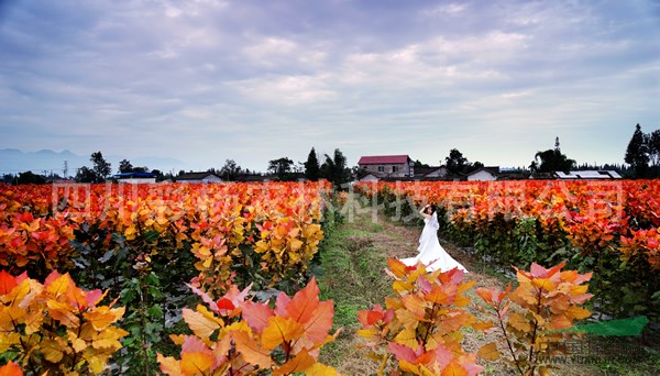 陜西咸陽(yáng)“紅霞楊”（紅黃楊丹紅楊彩葉植物黃紅楊金紅楊）扦插段