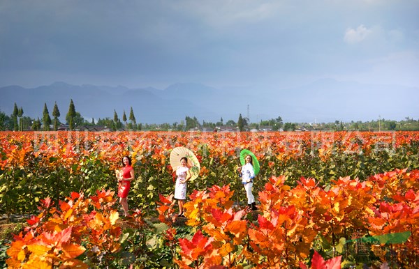 山西臨汾“紅霞楊”（紅黃楊丹紅楊彩葉植物黃紅楊金紅楊）扦插段