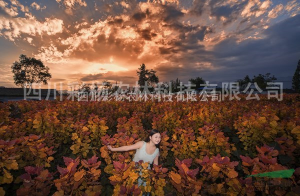 山西晉城“紅霞楊”（紅黃楊丹紅楊彩葉植物黃紅楊金紅楊）扦插段