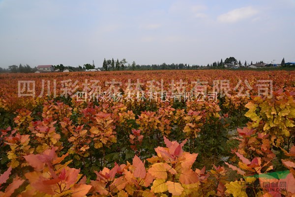 山西呂梁“紅霞楊”（紅黃楊丹紅楊彩葉植物黃紅楊金紅楊）扦插段