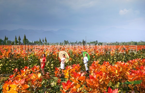 山西呂梁“紅霞楊”（紅黃楊丹紅楊彩葉植物黃紅楊金紅楊）扦插段