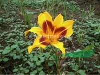 河北金娃娃萱草|河北金娃娃萱草價(jià)格|金娃娃萱草