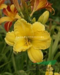 河北金娃娃萱草|河北金娃娃萱草價(jià)格|金娃娃萱草