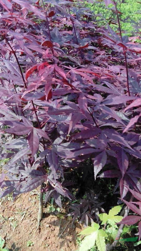 紅楓