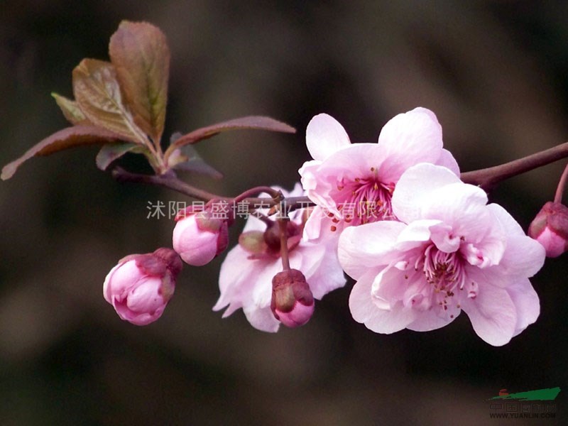 南京美人梅小苗價(jià)格 2015年南京美人梅小苗價(jià)格行情
