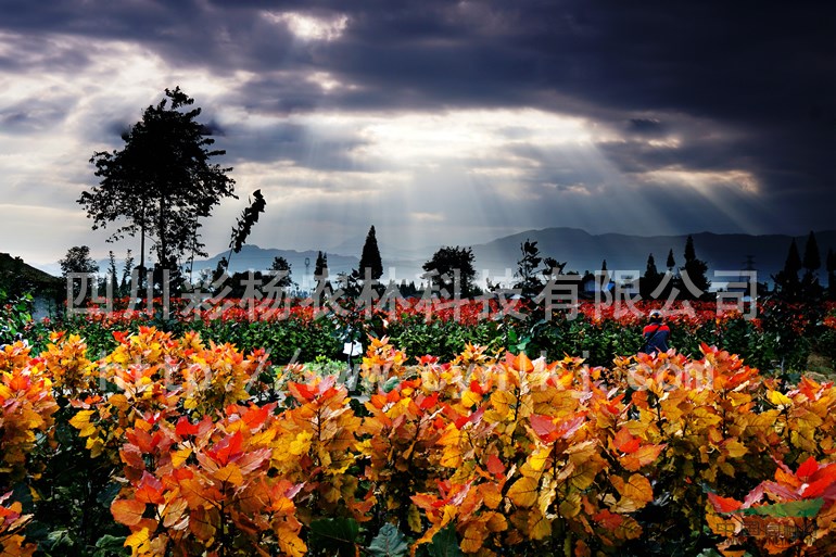 湖北潛江“紅霞楊”圖片（紅黃楊丹紅楊黃紅楊金紅楊彩葉植物） 