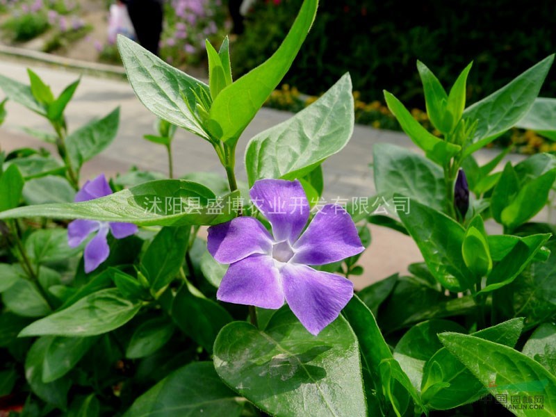 南京花葉長春蔓小苗價格 2015年南京花葉長春蔓小苗價格行情