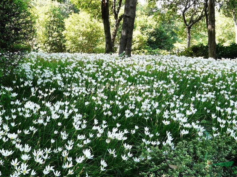 南京蔥蘭小苗價(jià)格 2015年南京蔥蘭小苗價(jià)格行情