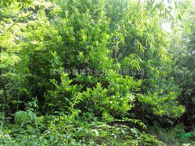 南京珊瑚小苗價(jià)格 2015年南京珊瑚小苗價(jià)格行情
