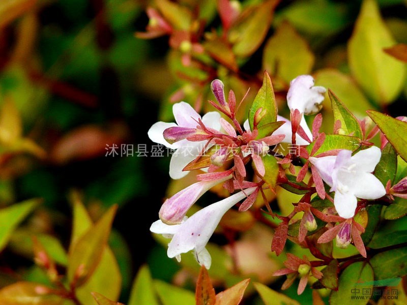 南京大花六道木小苗價格 2015年南京大花六道木小苗價格行情