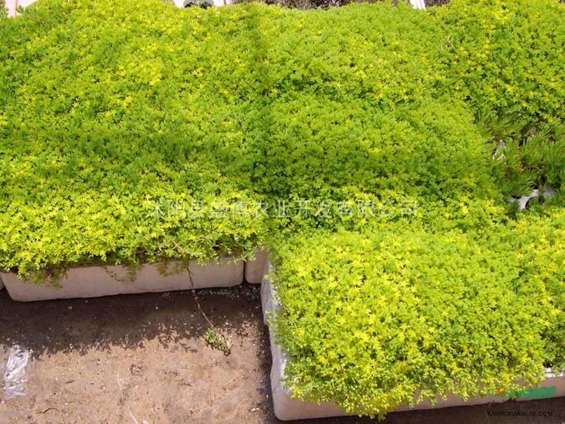 南京高羊茅草坪價格 2015年南京高羊茅草坪價格行情