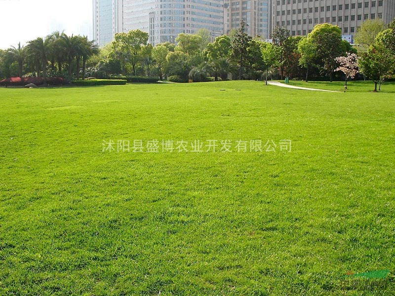 南京高羊茅草坪價格 2015年南京高羊茅草坪價格行情