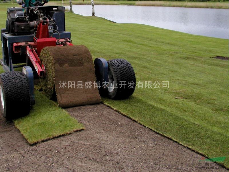 南京早熟禾草坪價格 2015年南京早熟禾草坪價格行情