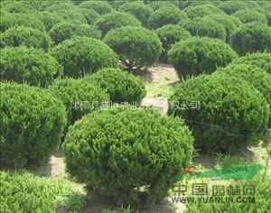 宿遷龍柏球價(jià)格 2015年宿遷龍柏球價(jià)格行情