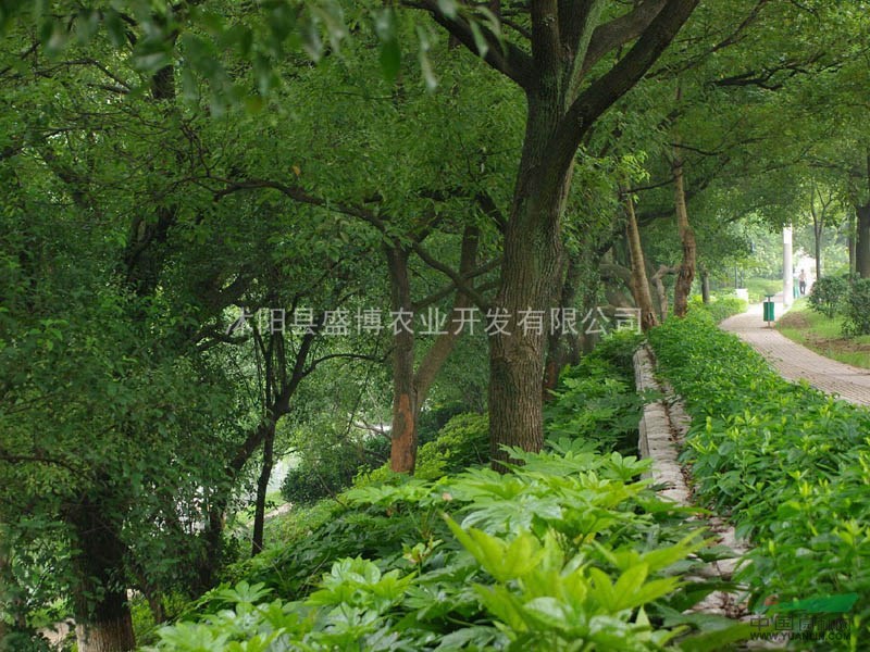 宿遷香樟價格 2015年宿遷香樟價格行情
