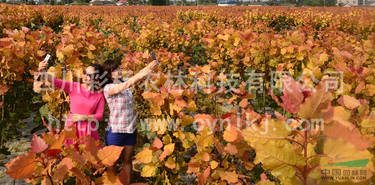 浙江金華“紅霞楊”圖片（金紅楊彩葉植物紅黃楊黃紅楊丹紅楊）