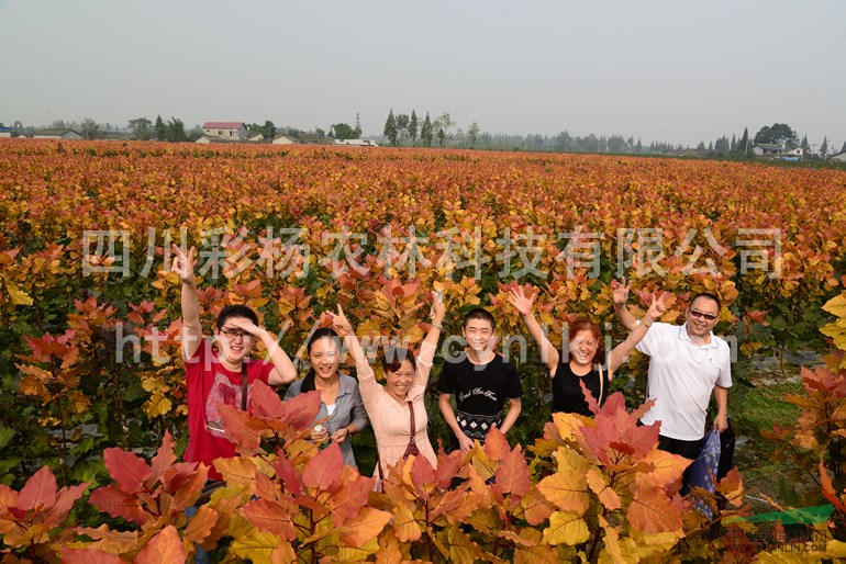 浙江臺(tái)州“紅霞楊”圖片（金紅楊彩葉植物紅黃楊黃紅楊丹紅楊）