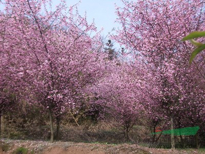 大量供应2-20公分垂丝海棠、樱花