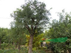 直銷8公分垂柳價格