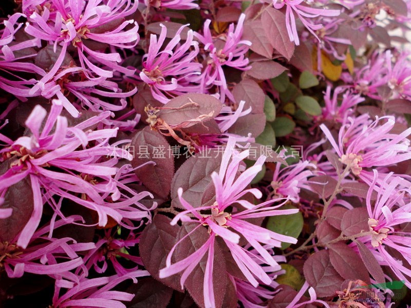 宿遷紅花繼木價(jià)格 2015年宿遷紅花繼木價(jià)格行情