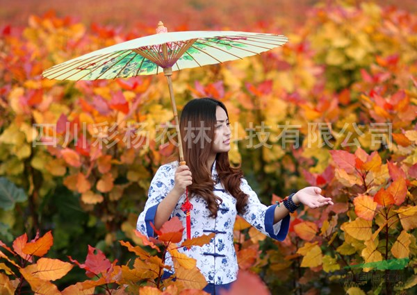 湖南株洲“紅霞楊”（彩葉植物紅黃楊丹紅楊黃紅楊金紅楊）扦插段