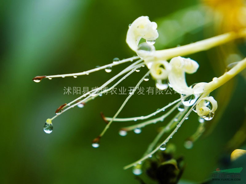 宿遷金銀花價(jià)格 2015年宿遷金銀花價(jià)格行情