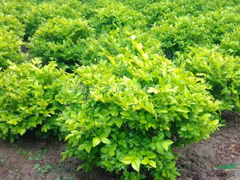 蘇北金葉女貞價(jià)格 2015年蘇北金葉女貞價(jià)格行情