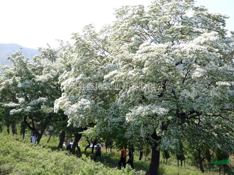 蘇北流蘇苗價(jià)格 2015年蘇北流蘇苗價(jià)格行情