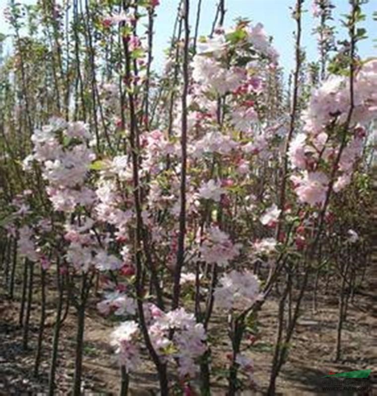 洛陽2015年紅白玉蘭報(bào)價(jià),苗木報(bào)價(jià)單
