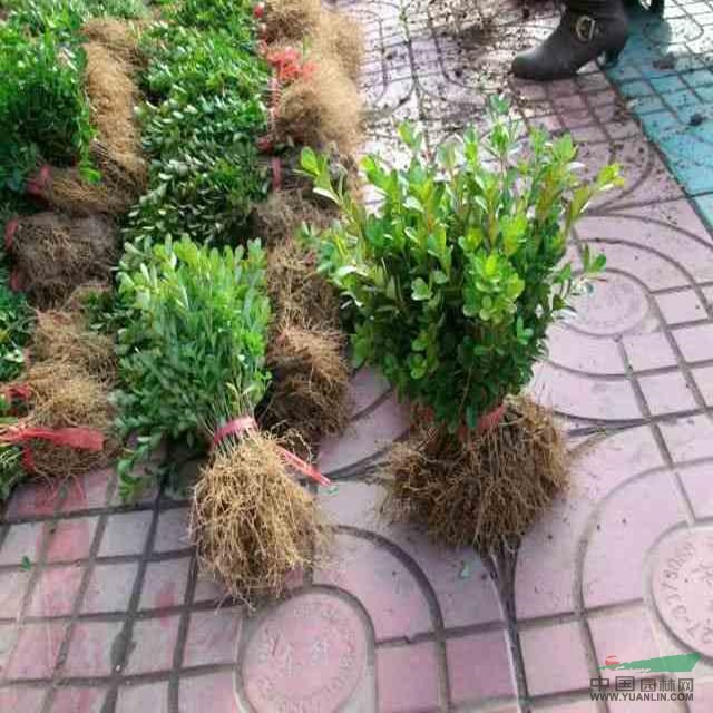 汕頭2015年紅白玉蘭報(bào)價(jià),苗木報(bào)價(jià)單