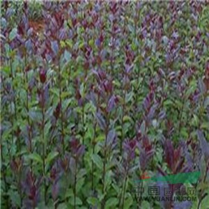 東莞2015年紅白玉蘭報價,苗木報價單
