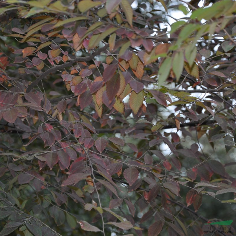 東莞2015年紅白玉蘭報價,苗木報價單