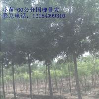 青島15公分國槐價格