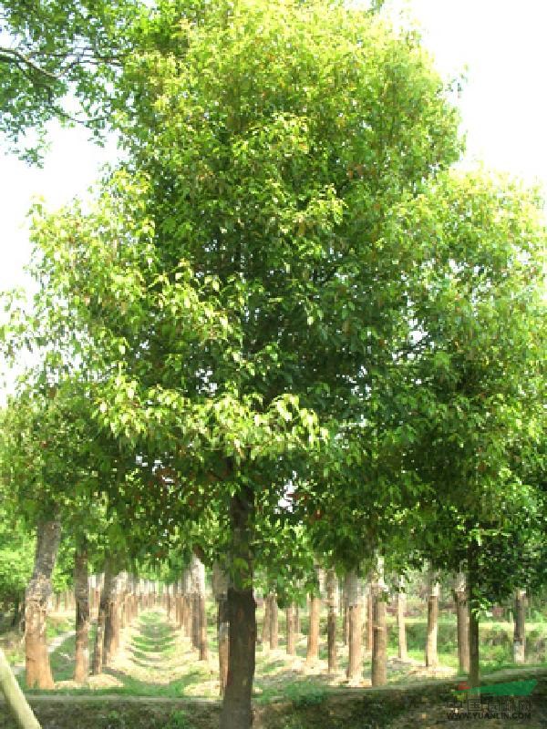 米徑5公分的高桿紅葉石楠價(jià)格多少錢 香樟樹價(jià)格最新報(bào)價(jià)動(dòng)態(tài)