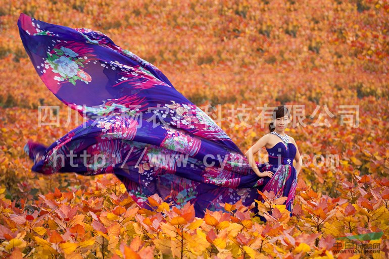 江西景德鎮(zhèn)“紅霞楊”圖片（黃紅楊金紅楊彩葉植物紅黃楊丹紅楊）