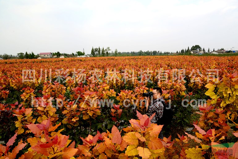 山東濰坊“紅霞楊”圖片（彩葉植物紅黃楊黃紅楊金紅楊丹紅楊）