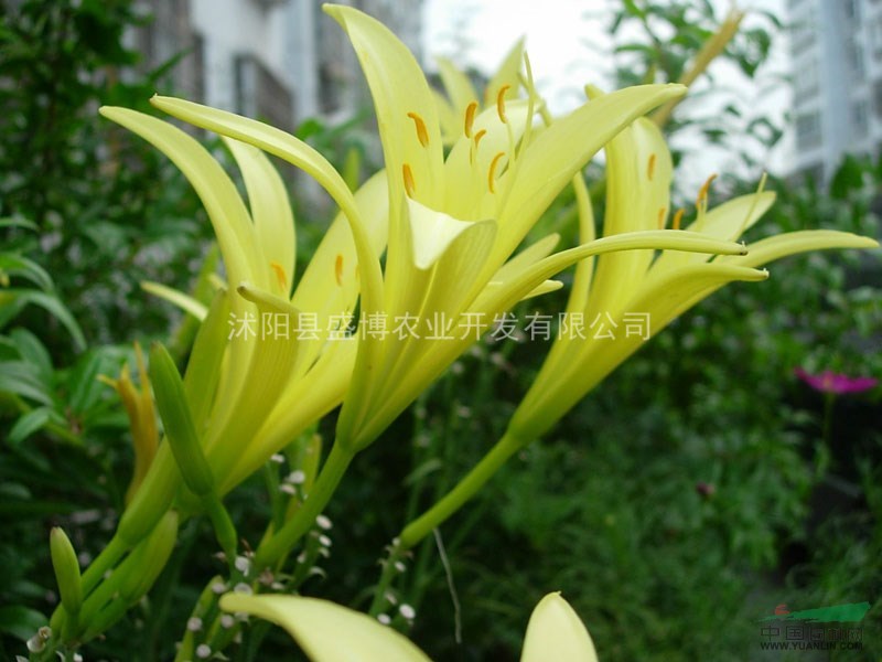 宿遷金娃娃萱草價格 2015年宿遷金娃娃萱草價格行情