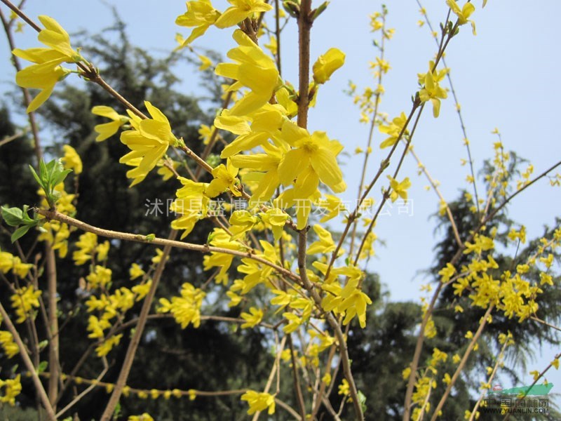 蘇北迎春花小苗價格 2015年蘇北迎春花小苗價格行情