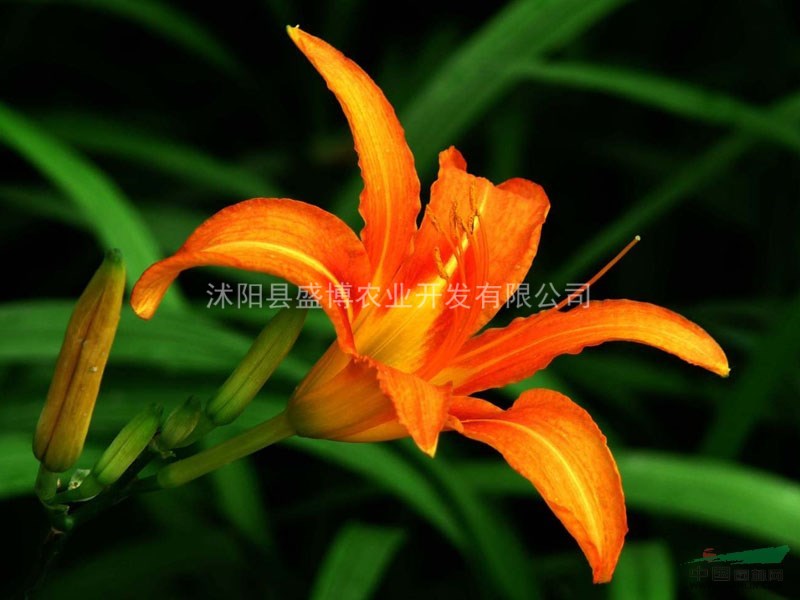 蘇北大花萱草小苗價(jià)格 2015年蘇北大花萱草小苗價(jià)格行情