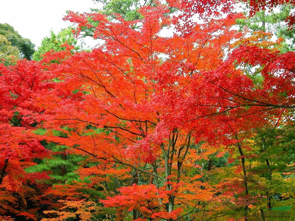 日本紅楓價格/日本紅楓樹價格