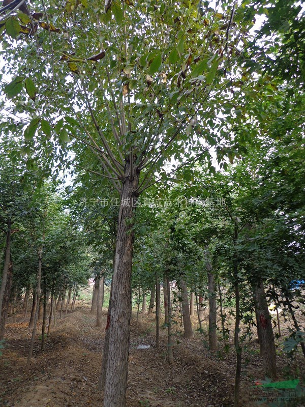 大量批發(fā)工程苗木，白蠟8-20公分定桿白蠟，基地直供量大