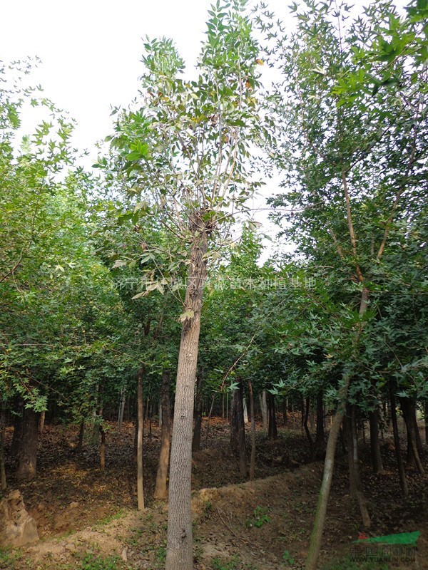 大量批發(fā)工程苗木，白蠟8-20公分定桿白蠟，基地直供量大