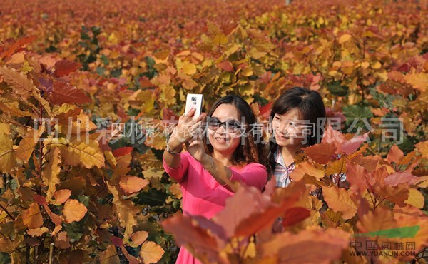 安徽蚌埠“紅霞楊”（丹紅楊彩葉植物紅黃楊黃紅楊金紅楊）價(jià)格