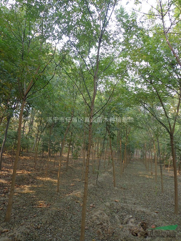 2公分-5公分速生國槐苗，濟(jì)寧苗木大量供應(yīng)