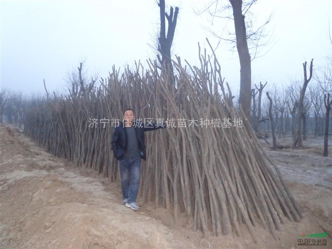 國(guó)槐苗，造林苗，各種規(guī)格垃圾苗，濟(jì)寧真誠(chéng)苗木可代購(gòu)代儲(chǔ)