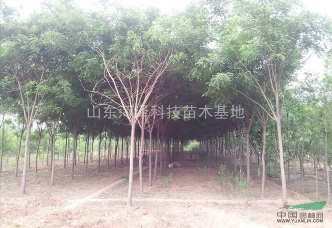 促銷北京法桐價(jià)格